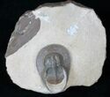 Rare Harpid Trilobite From Jorf #16057-2